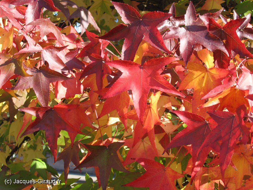 2005-10-28 14-05-58 DeYeuro 92,7mm 1_125_eme F5,6.JPG